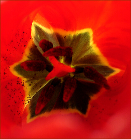 Звезда внутри цветка