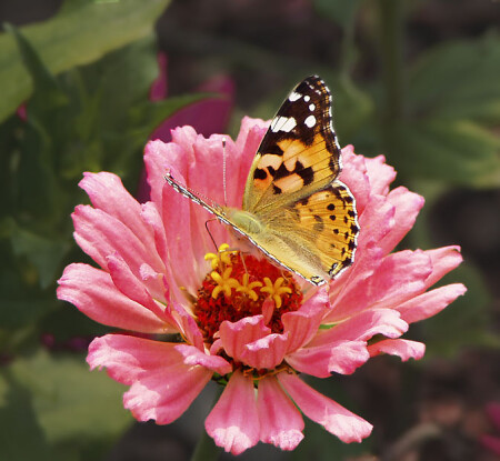 Половинка красоты