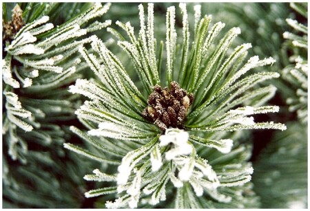 Зимняя роза