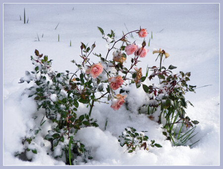 Неожиданный снег