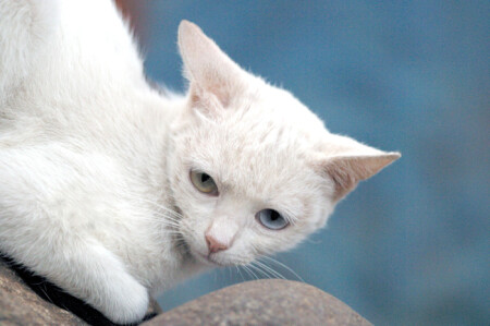 Индийский кот