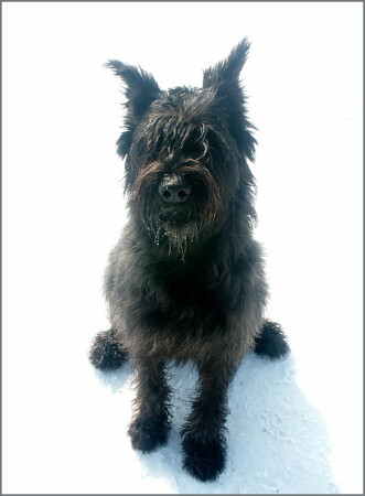 Фото на собачий паспорт