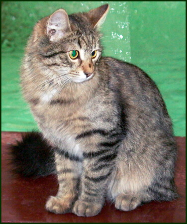 хамелеоновая кота