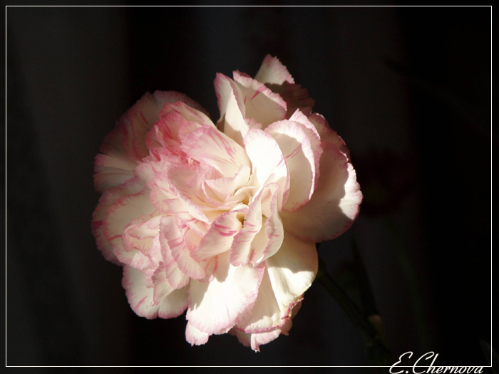 for You! (2)