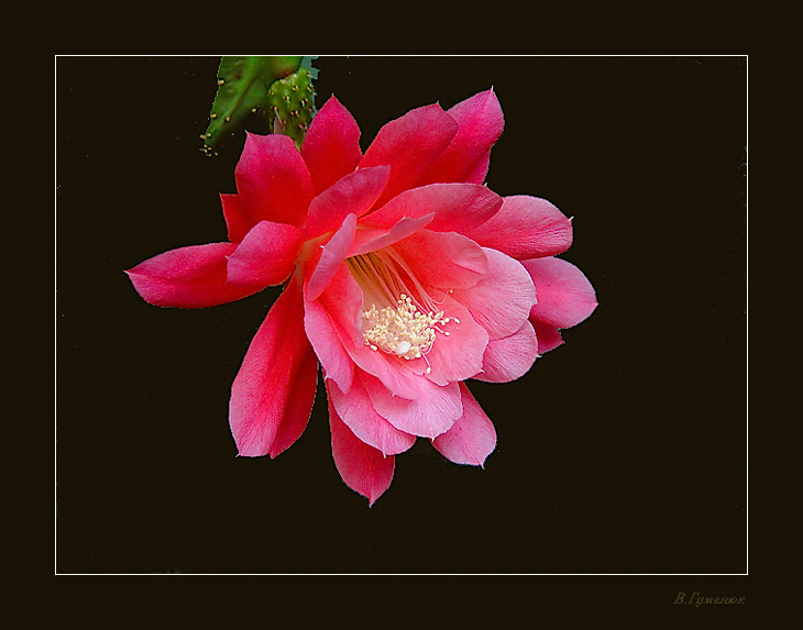 Epiphyllum