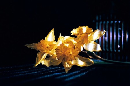 narcissus