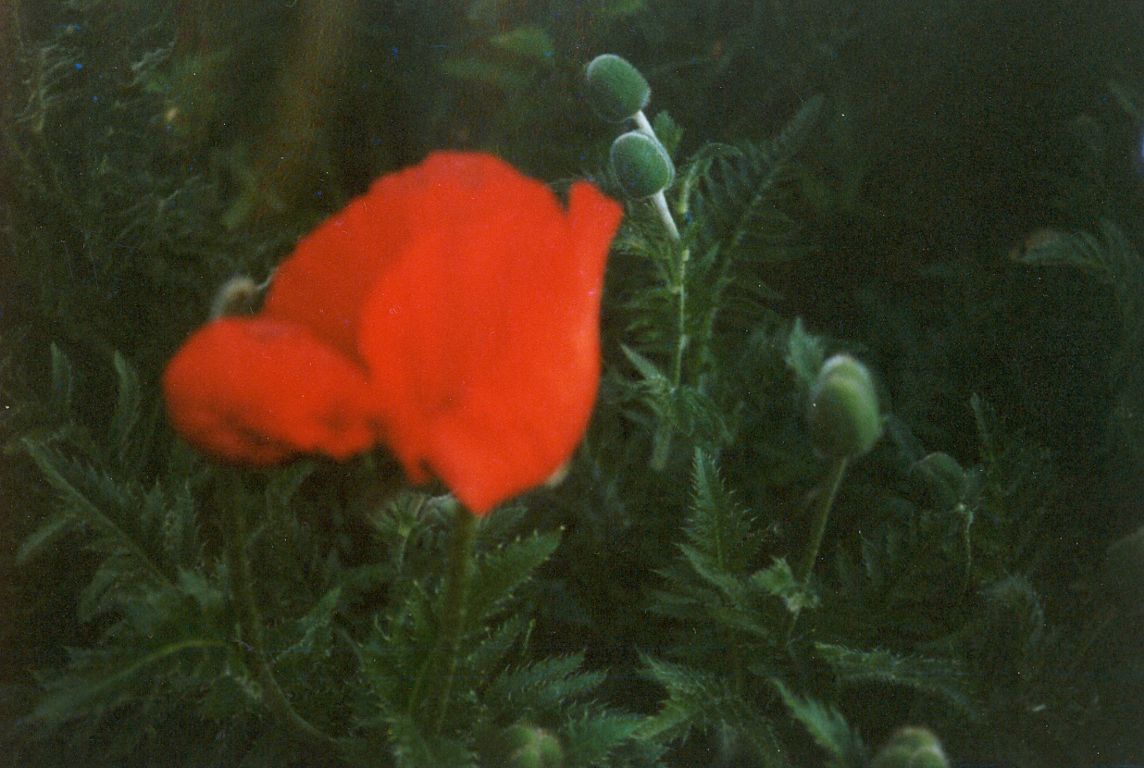 Мак