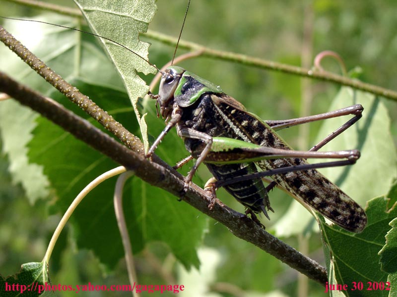 Кузнечик крупным планом