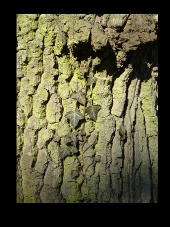 Дерево с Сатурна