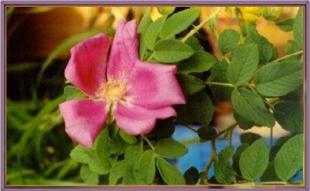 Цветок дикого шиповника