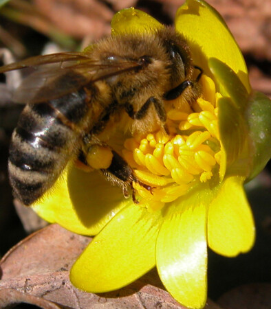 пробуждение аппетита