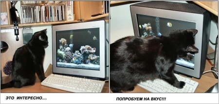 Может рыбку отведаем??