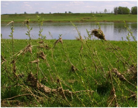 Вода отступила