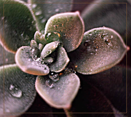 Green flower