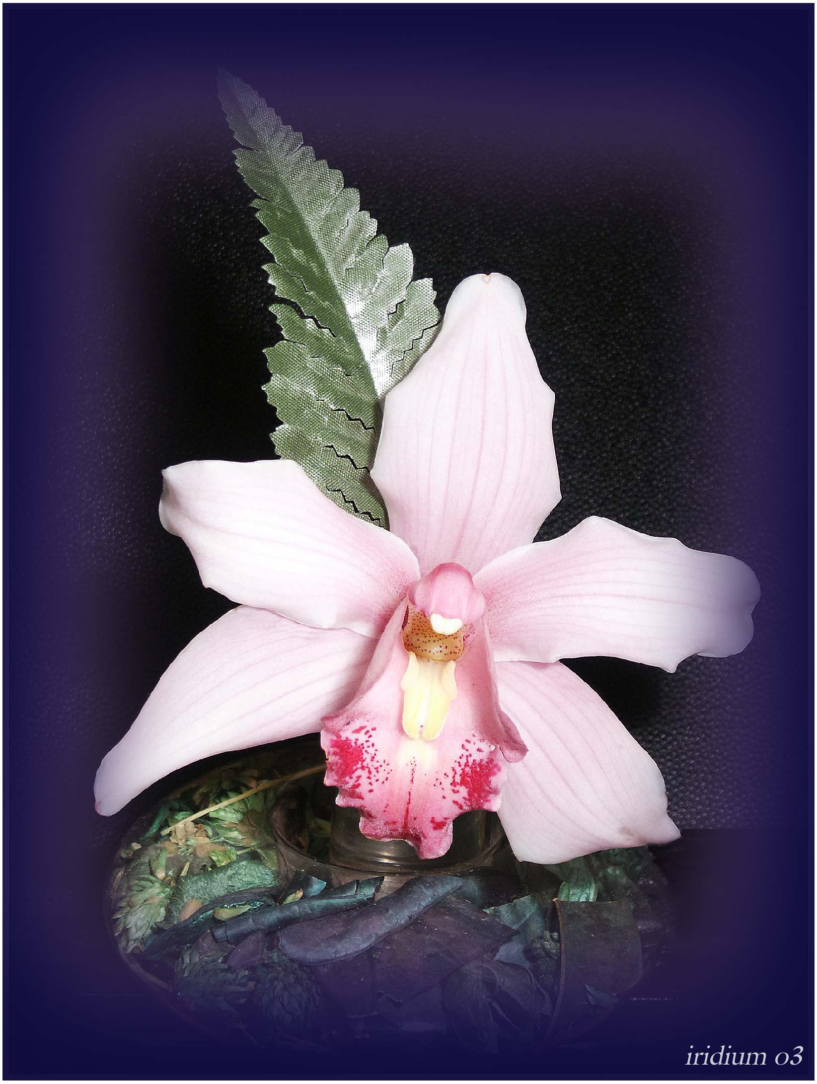 *** ORHIDEA ***
