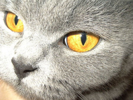 Даже не знаю, как и назвать. Лицо...