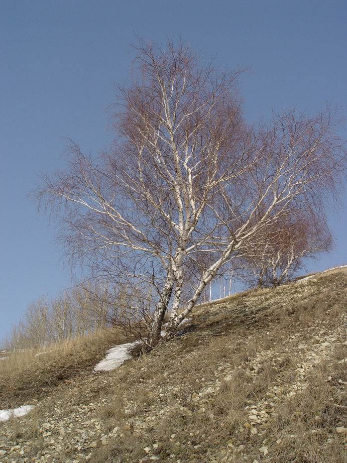Карабкающаяся березка