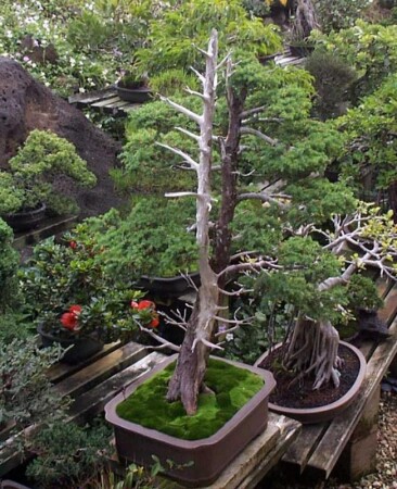 Белое и черное