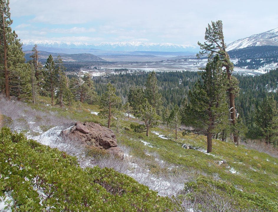 Spring in Sierra. Mammoth Valley