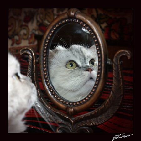 Свет мой зеркальце скажи...