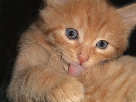 киса, покажи ...!