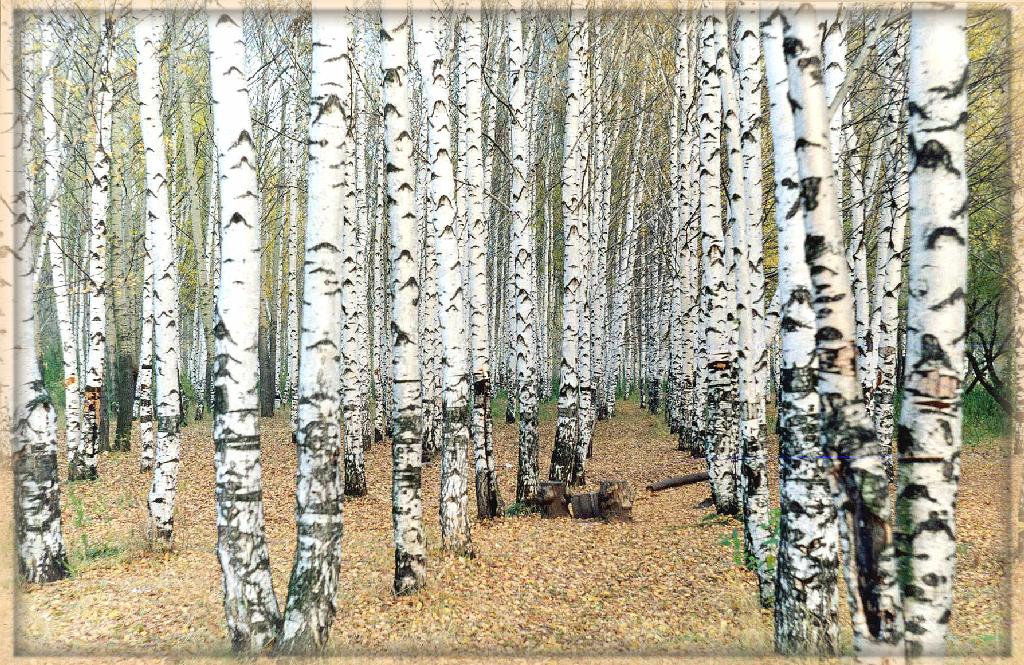 Березки. Повтор.