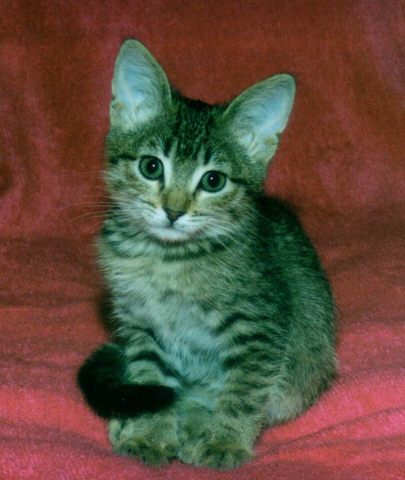Когда моя кошка была котенком