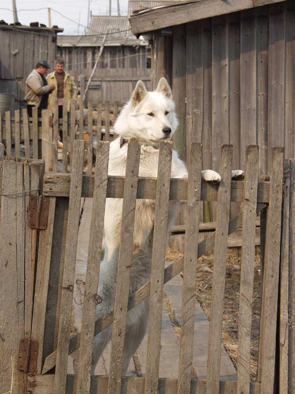 Дозор