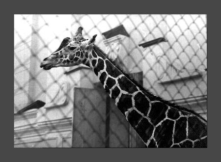 Жизнь в клетку,,,