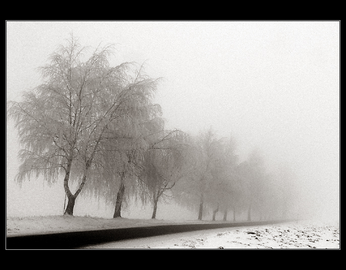 the fog