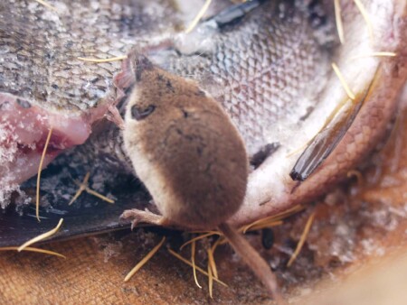 Вот вырасту и перейду на кошек!!! А пока рыбку...