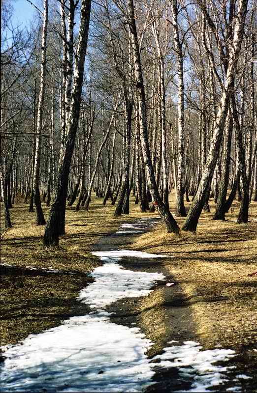 Первая проталина