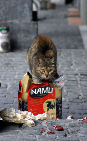 Стамбульский кот