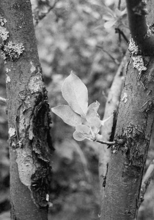 Новый лист на старой яблоне