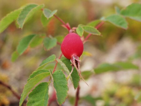Осенняя ягода
