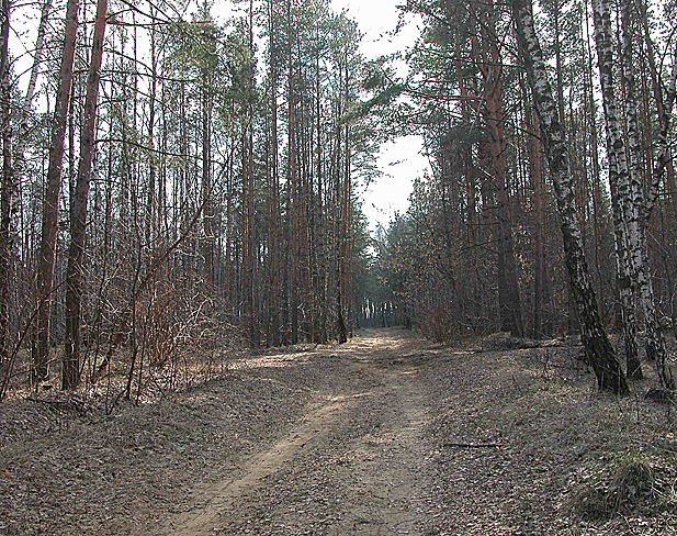 весенняя дорога (2)