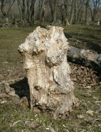 Когда-то было дерево...