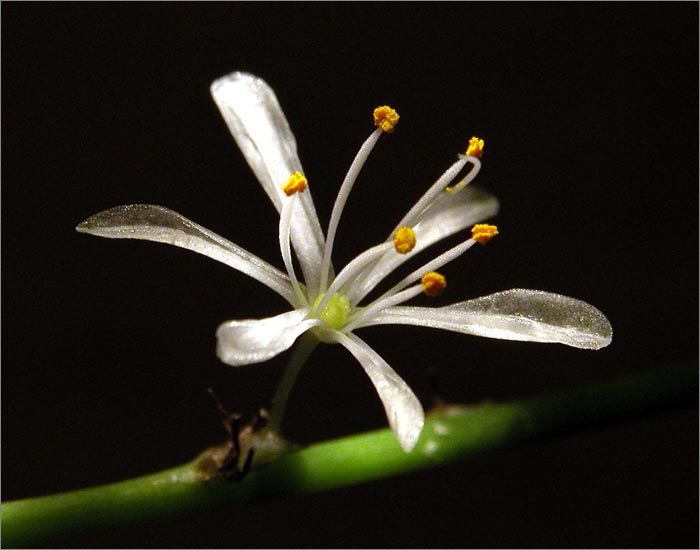 stamens
