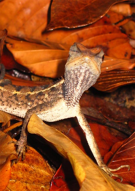 Suspicious Lizzard
