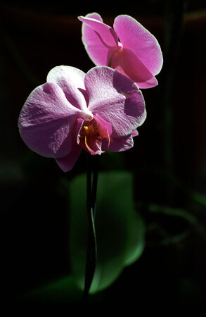 Magnetic pink