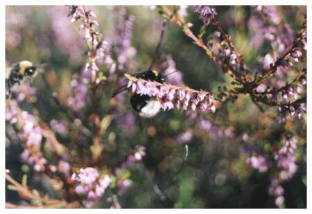 Мохнатый шмель...