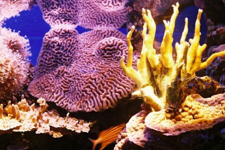 Эйлатские зарисовки