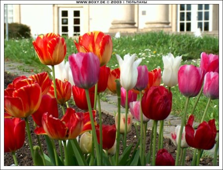 ТЮЛЬПАНЫ