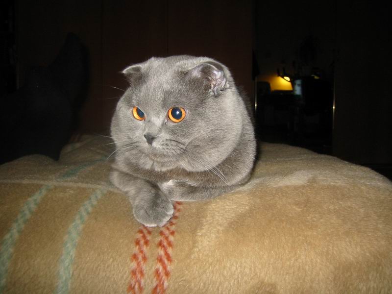 Жирный котяра!!