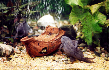 Кладохранитель :)