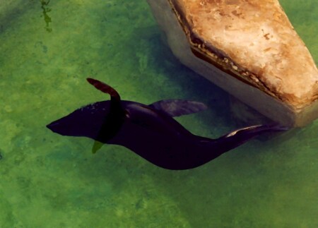 А я лягу, прилягу