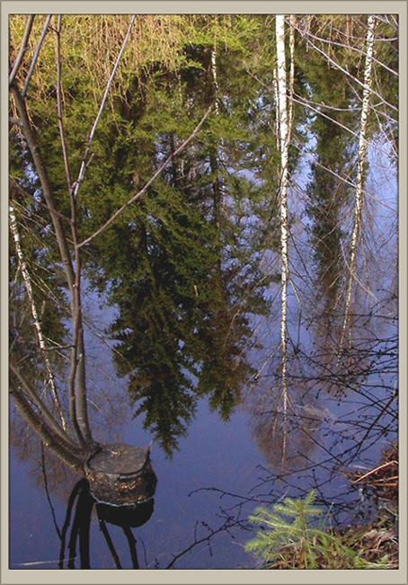 лесное зеркало