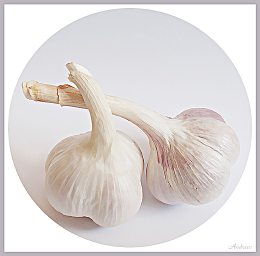 Allium sativum