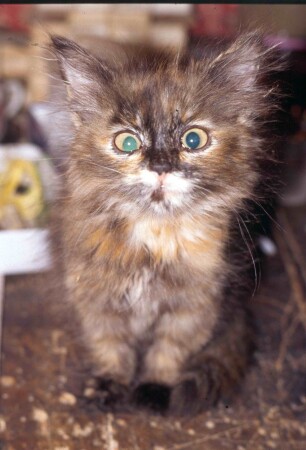 А это что такое?