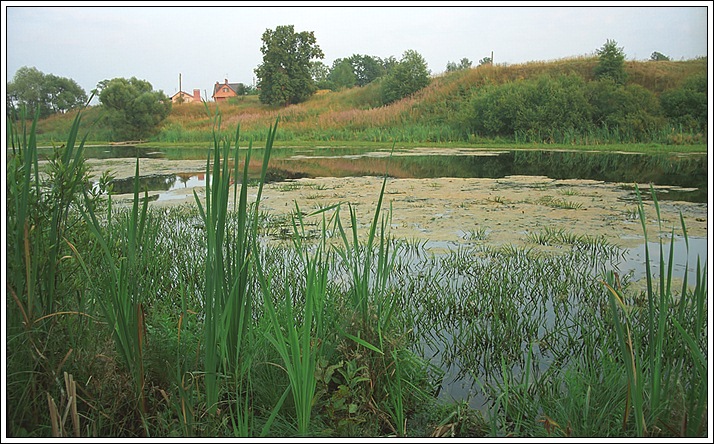 Прудик #2